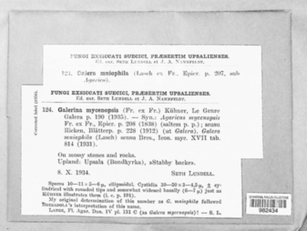 Galerina pumila image